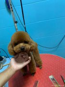 春節(jié)期間寵物美容等服務(wù)漲價啦